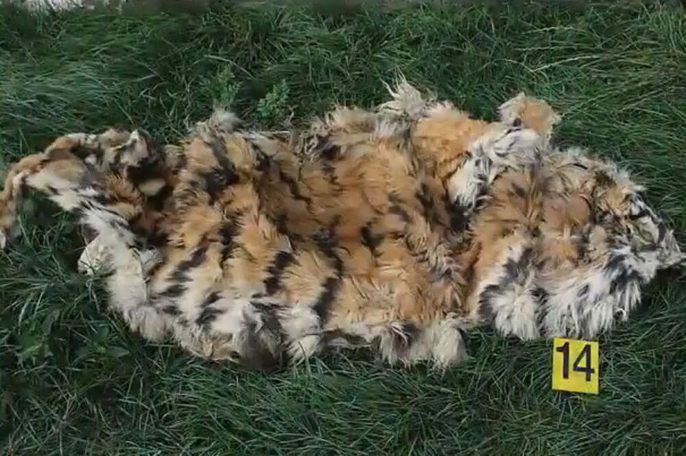 tigar krzno češka, Foto: Screenshot (Youtube)