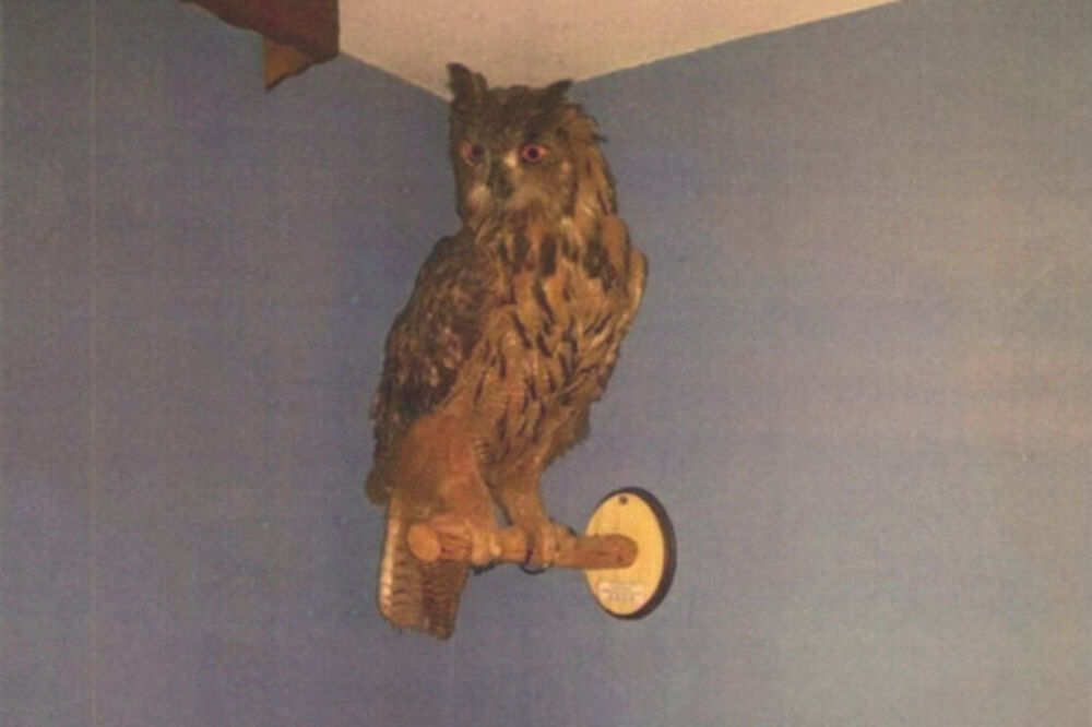 Sova ušara oglas za prodaju, Foto: Facebook