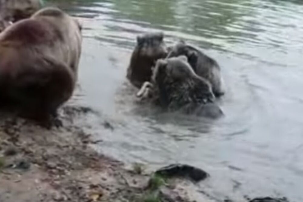 Medvjedi, napad na vučicu, Foto: Screenshot (YouTube)