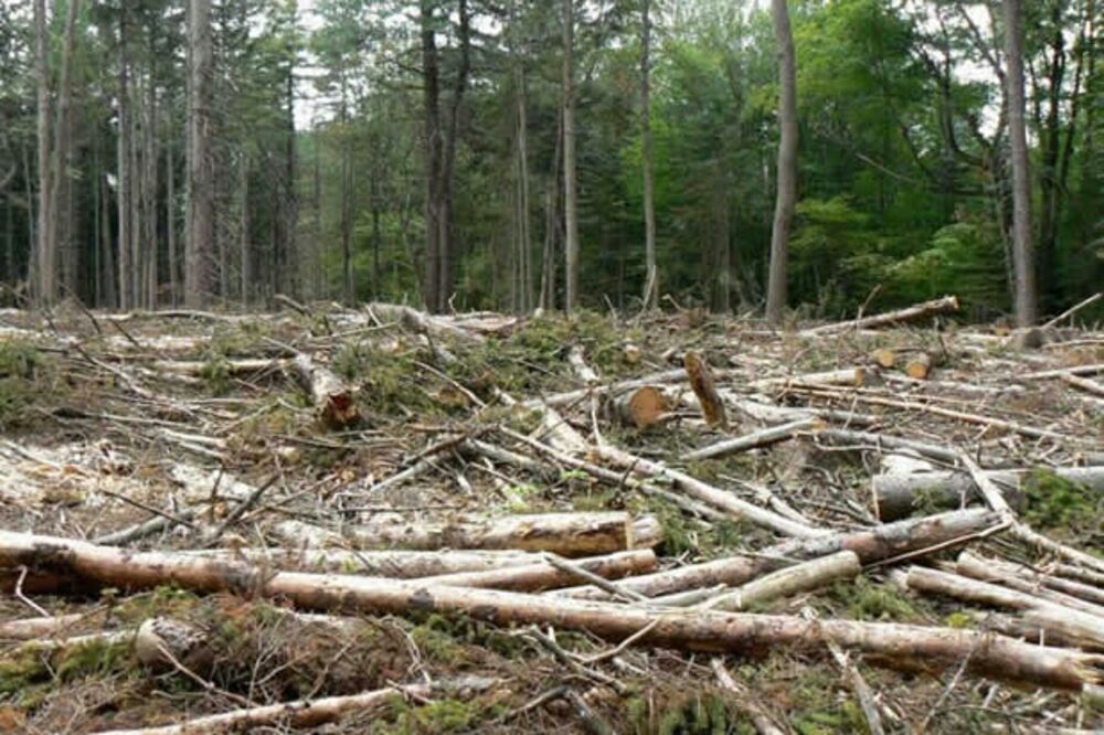 Dobrodole, šuma, Foto: Privatna arhiva