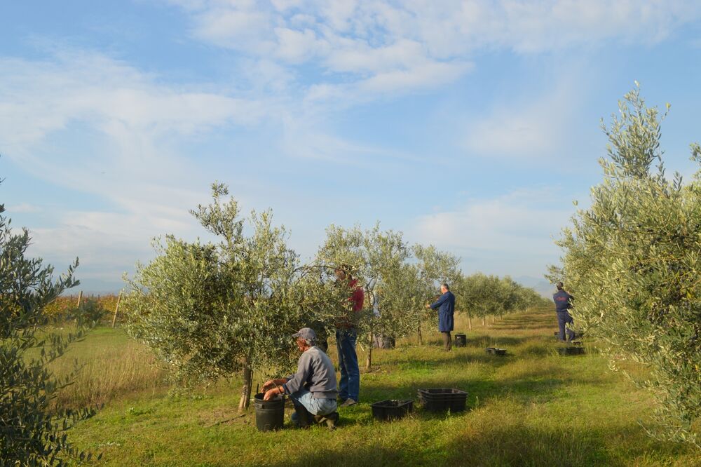 Plantaže, masline, Foto: Plantaže