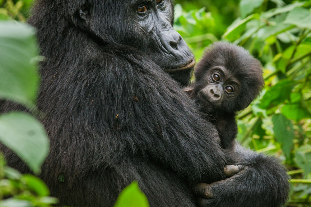 gorila, gorile, Foto: Shutterstock