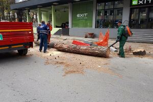 Bijelo Polje: Građani spriječili sječu starog bora u centru grada