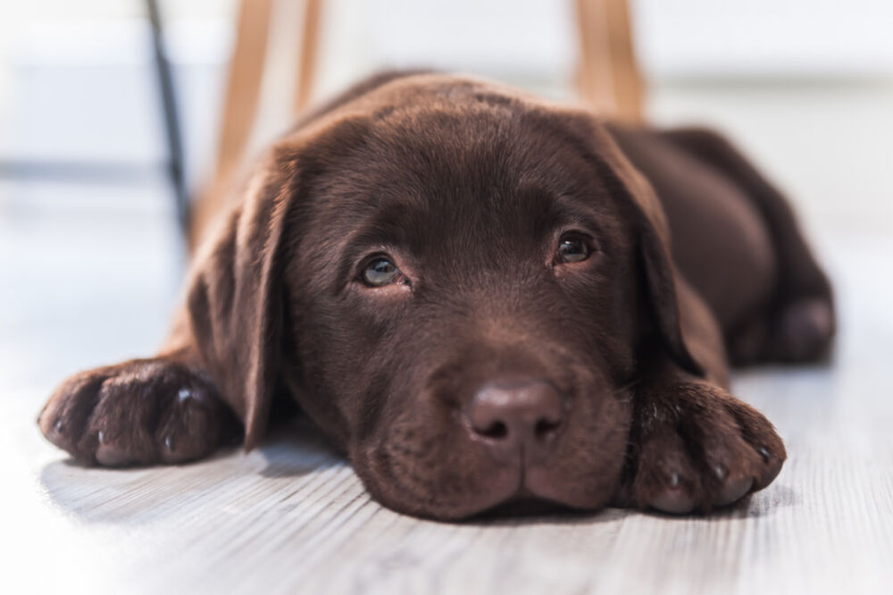 braon labrador, Foto: Shutterstock
