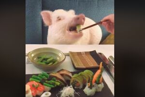 Život na visokoj nozi: Neke svinje jedu suši
