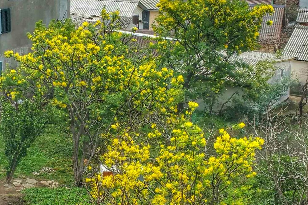 Herceg Novi, mimoze, Foto: Slavica Kosić