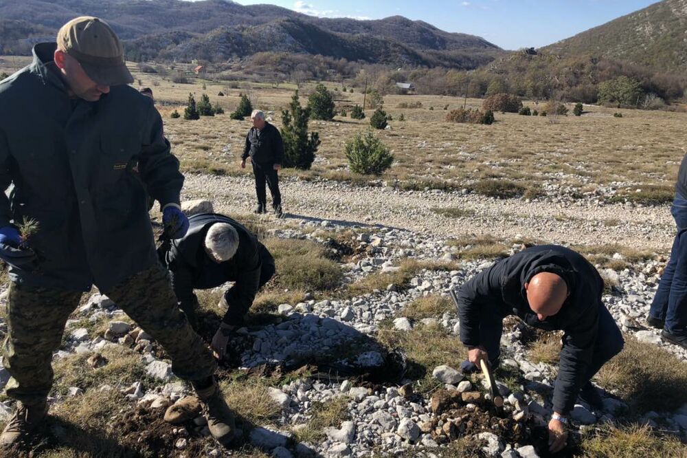 Vrbanj sadnice, Foto: Slavica Kosić