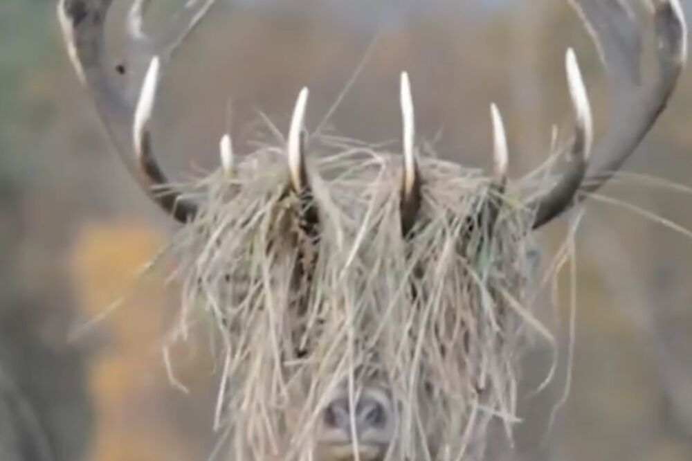 jelen, Foto: Printscreen