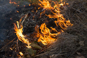 Bijelo Polje: Gorjele šume, nisko rastinje na više lokacija, vatra...