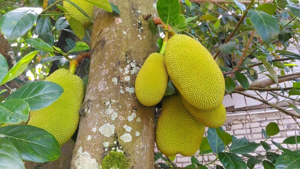nangka