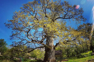 Jedno od najstarijih stabala na Balkanu: Gornjomorački "starac" od...
