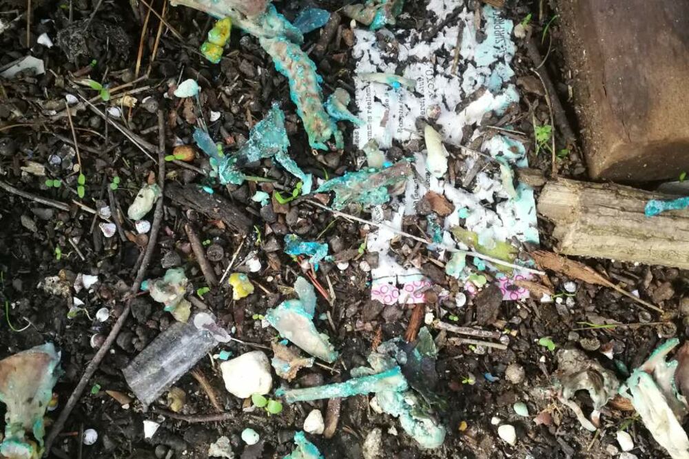 Tivat, trovanje životinja, Foto: Čitalac Vijesti