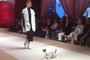 Uvijek pratite snove: Mačka na modnoj pisti