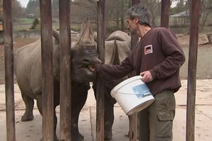 Borba za opstanak: Crni nosorog se vraća kući