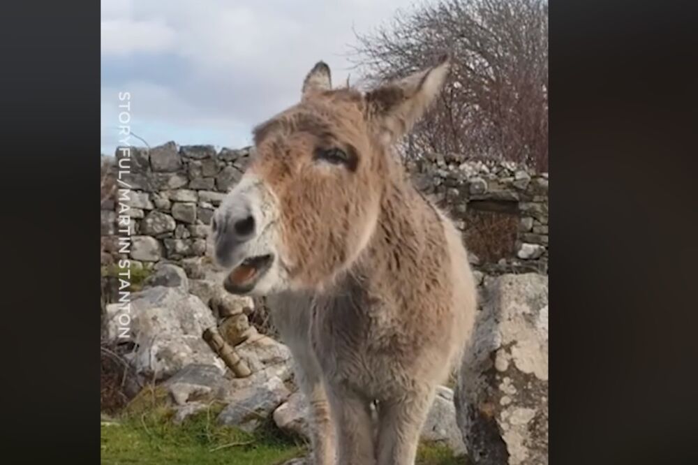 magarac, Foto: Screenshot