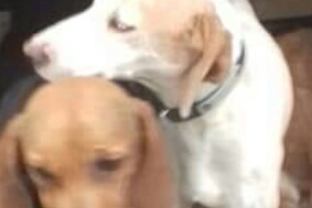 ubijeni srndać, Foto: Breznica