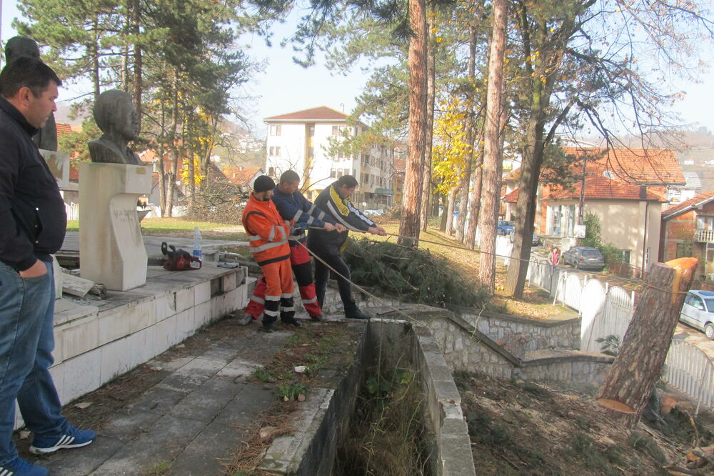Uklanjanje borova, Bijelo Polje, Foto: Jadranka Ćetković
