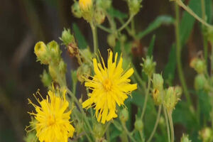 Liječenje biljkama: Alternativna metoda koja nosi brojne...