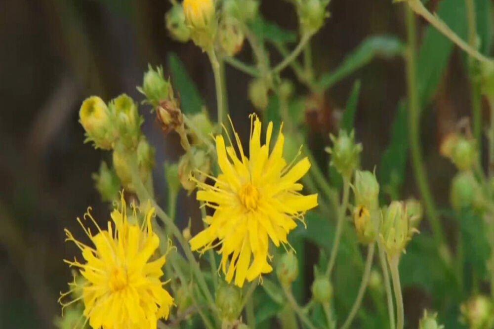 Liječenje biljkama: Alternativna metoda koja nosi brojne potencijalne opasnosti, Foto: Vijesti video