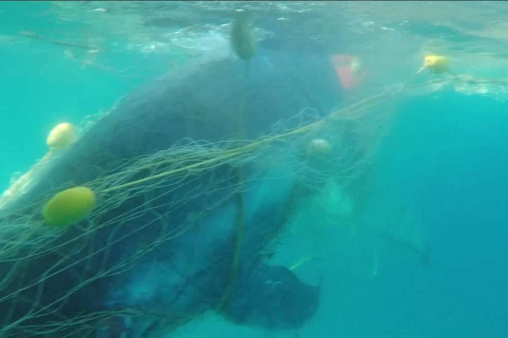 kit mreze, Foto: Vijesti video