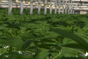 VIDEO PRIČA Kanada spremna za legalizaciju marihuane