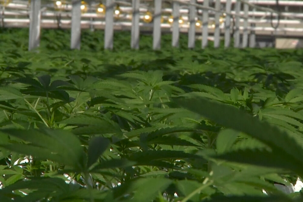 Kanada spremna za legalizaciju marihuane, Foto: Vijesti video