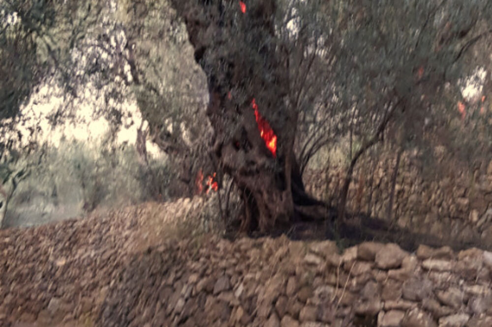 Požar Ulcinj, maslinjak Bažbuljuk, Foto: Ilir Čapuni