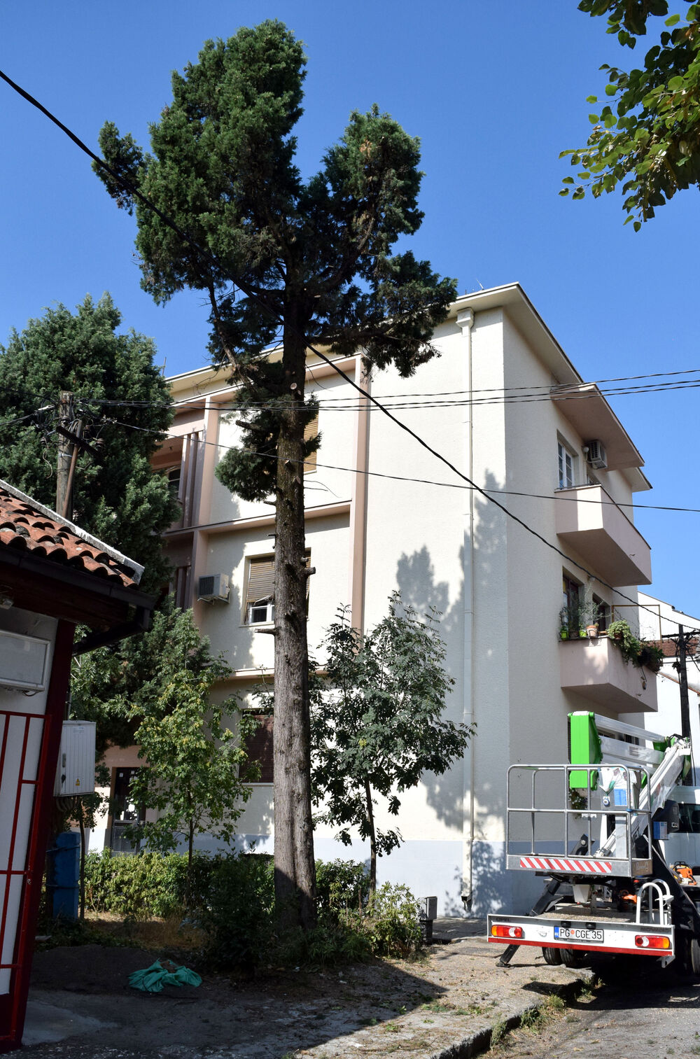 sječa drveća Podgorica