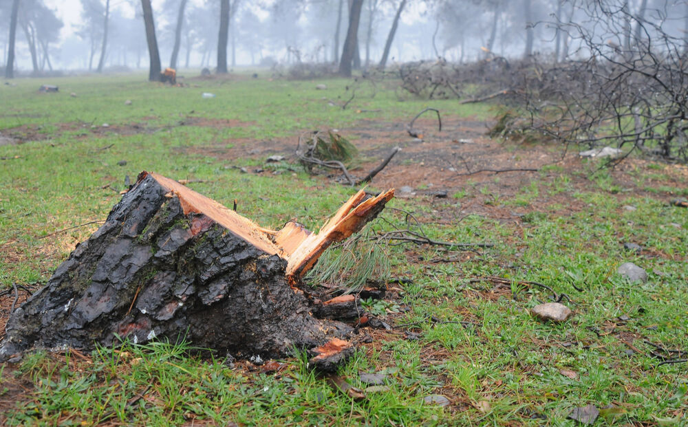 sječa drveća Podgorica