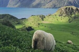 Ne, nijeste u bajci: Magični snimak sa Novog Zelanda