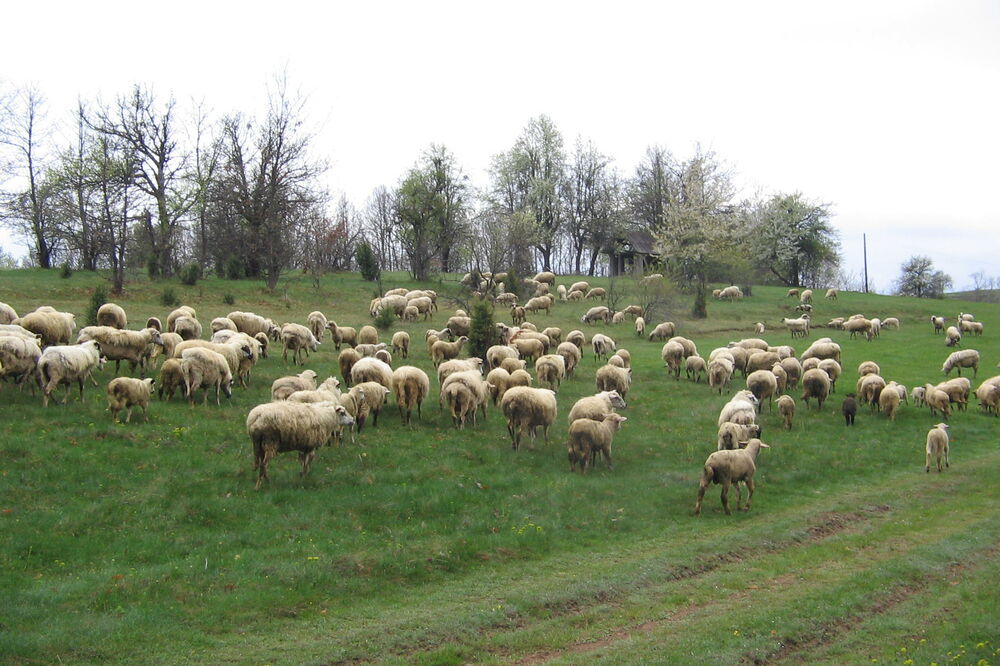Ovce, stado, Foto: Goran Malidžan