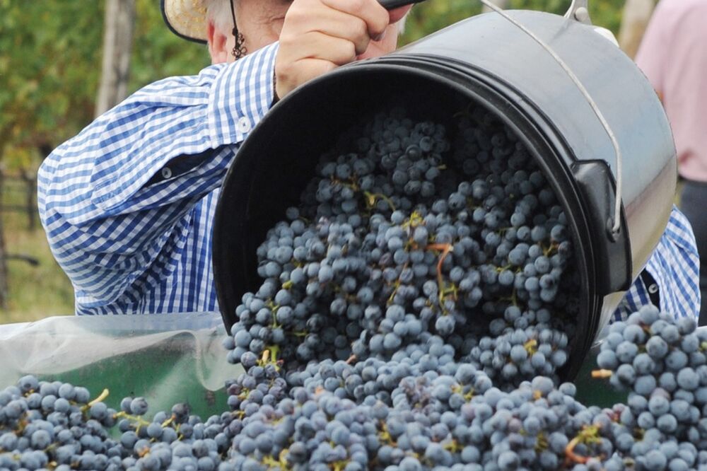 Plantaže, Foto: Savo Prelević