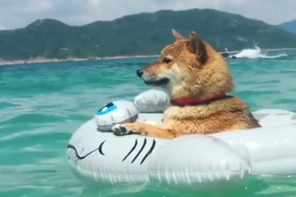 pas kuler, Foto: Printscreen