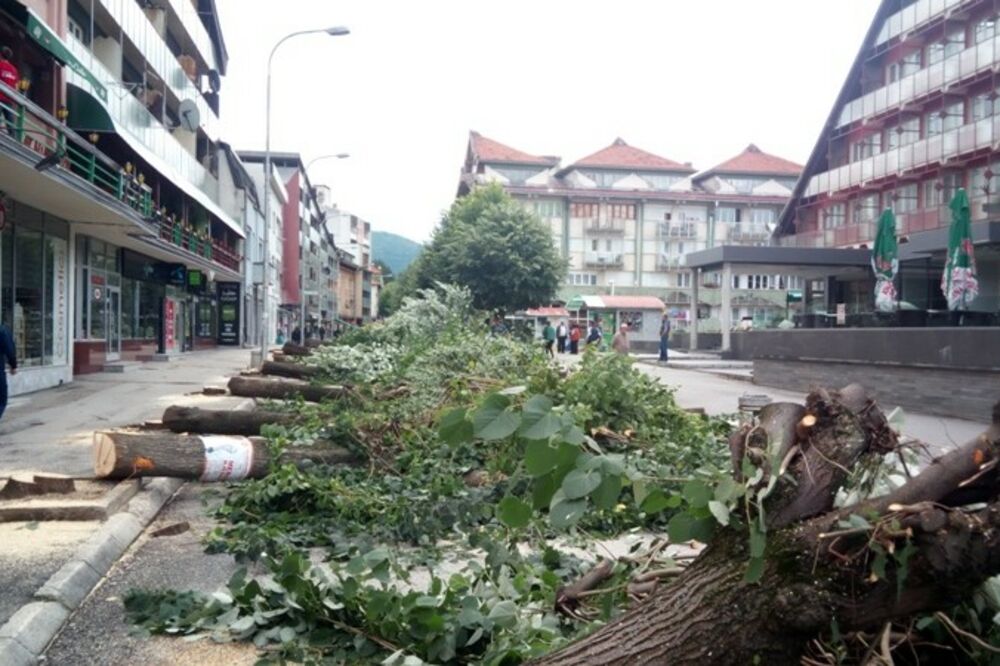 posječene lipe Pljevlja, Foto: Pvportal.me