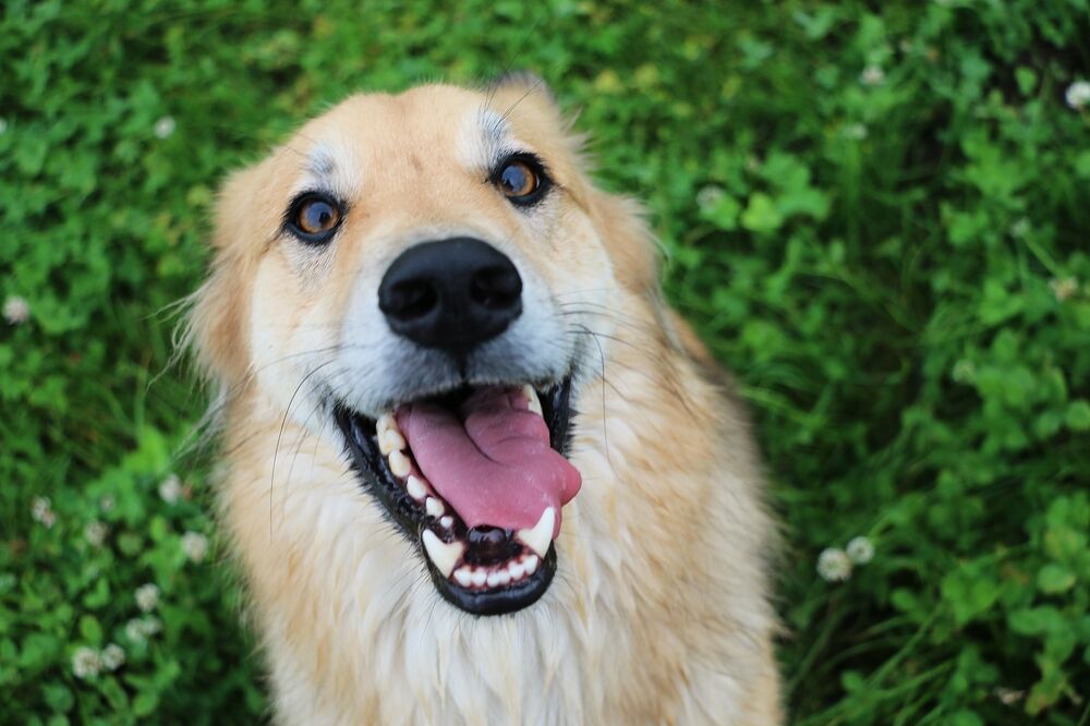 pas, psi, Foto: Shutterstock