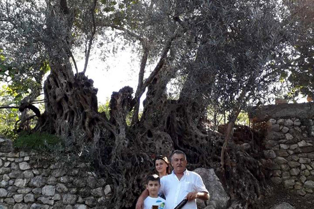 Vebija Abazović, maslinovo ulje, Foto: Radomir Petrić