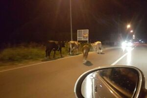 Ulcinj: Cows on the road and in the hotel