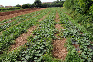 Kiša odlaže kosidbu, niži su prinosi