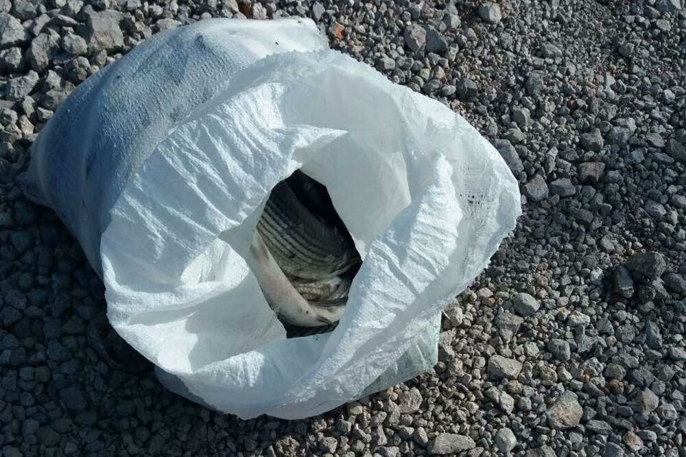 krivolov Tivat, Foto: Uprava policije