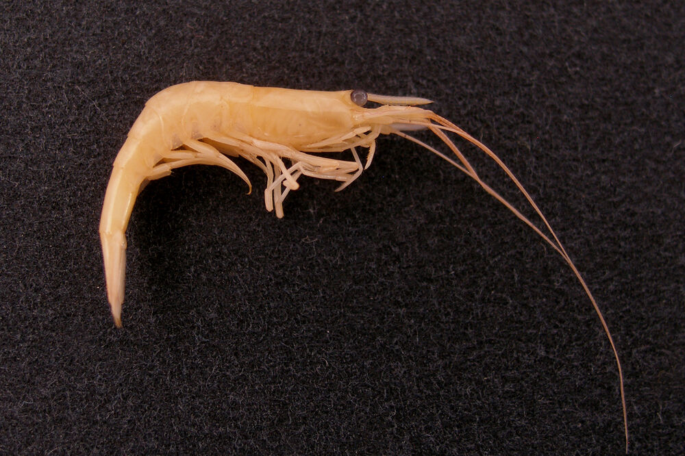 Vladova kozica, Foto: Privatna arhiva