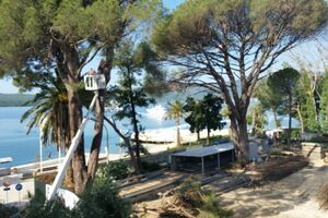 Tivat: Nastavljena sječa stabala kod bivše "Mimoze"
