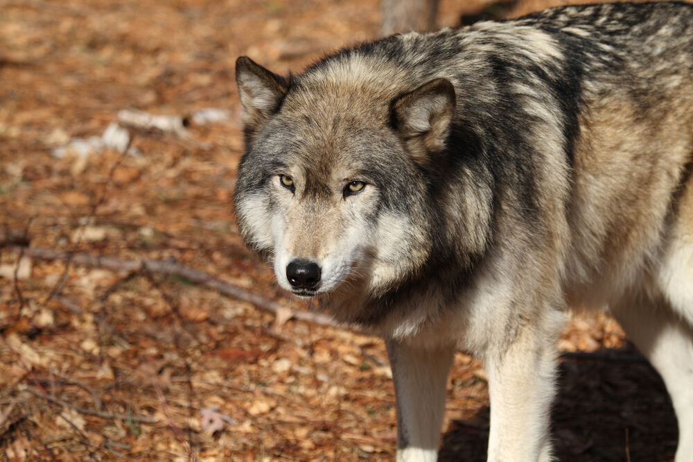 Vuk, Foto: Shutterstock