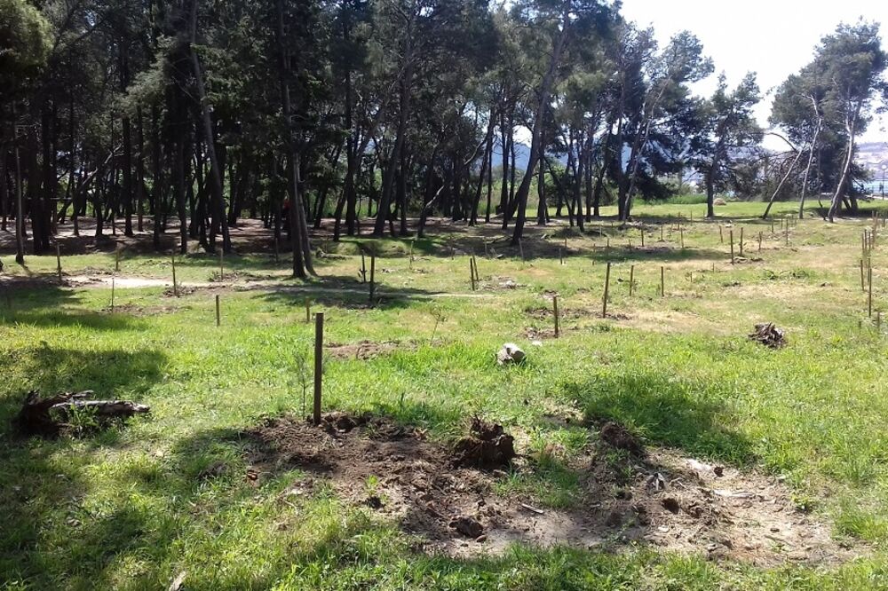 sadnice, Bar, Foto: Privatna arhiva