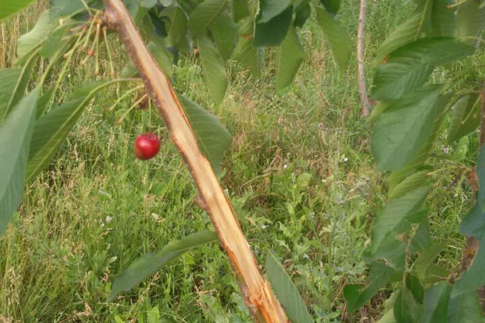 Trešnja, Foto: Privatna arhiva