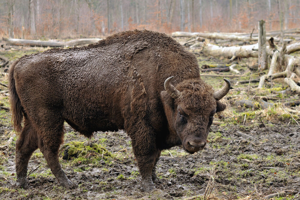 Divlji evropski bizon, Foto: Wikimedia