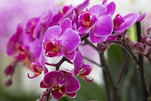 Orhideje važe za zahtjevno cvijeće