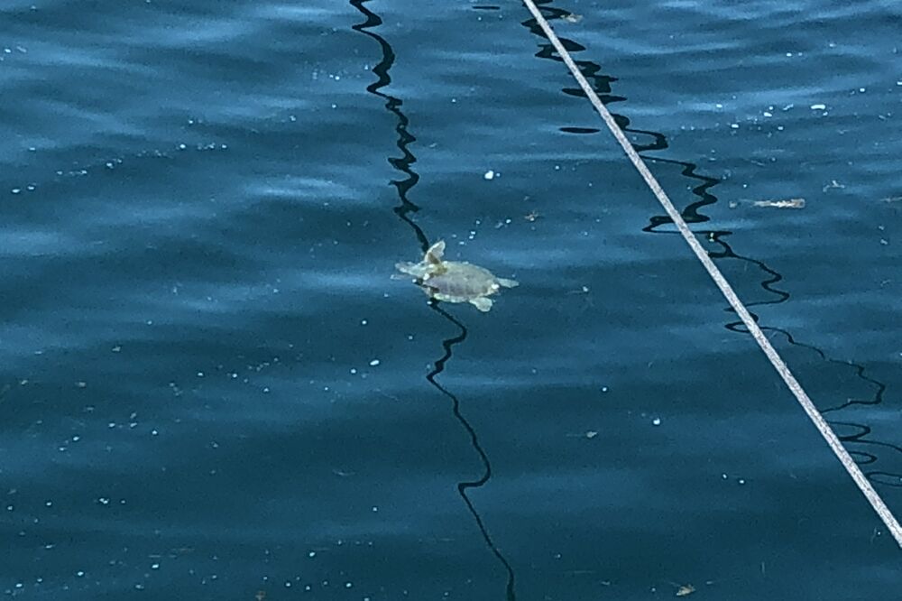 morska kornjače, Tivat, Foto: Čitalac "Vijesti"