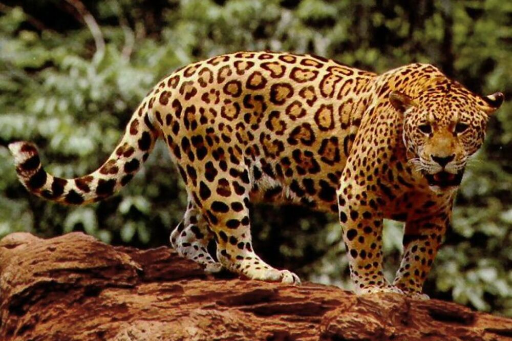 jaguar, Foto: En.wikipedia.org