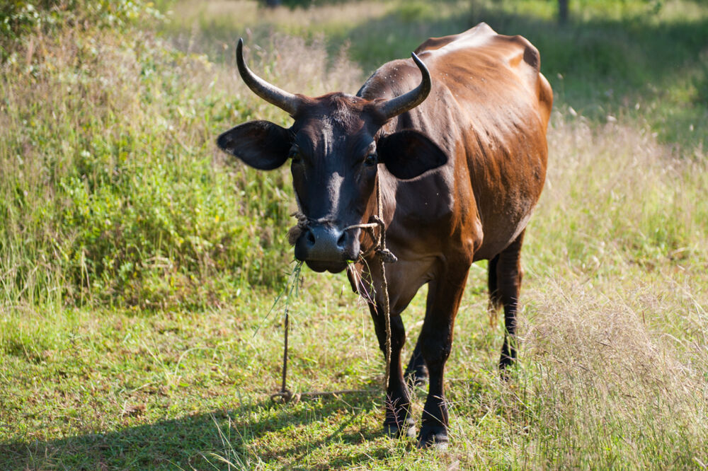 Krava, Foto: Shutterstock