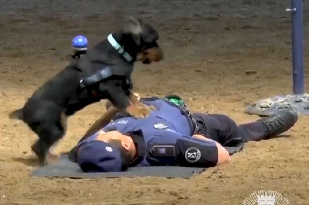 Pončo osvaja srca, Foto: Vijesti video